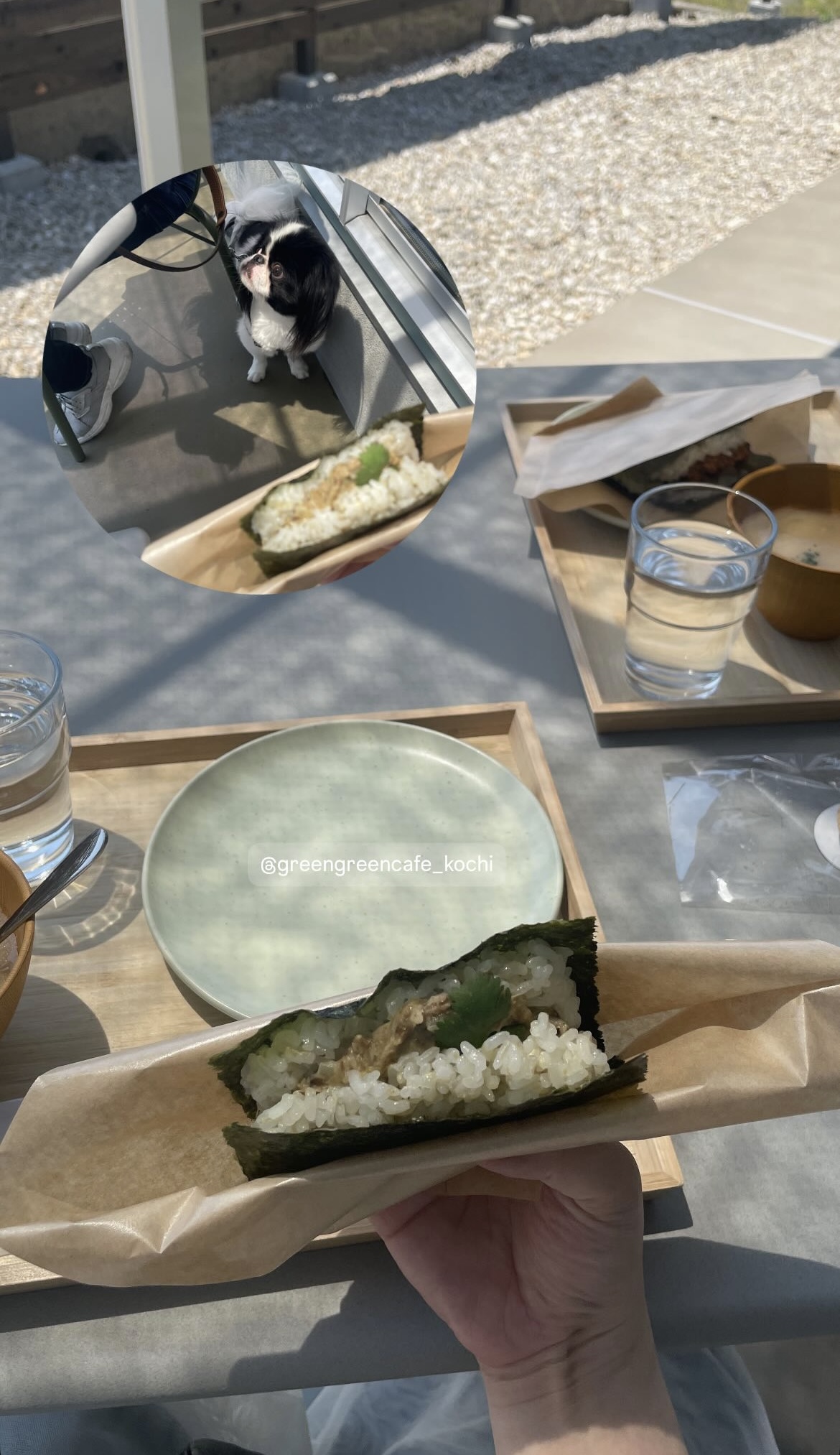 わんちゃん連れ必見！高知おすすめスポット📷Part 1