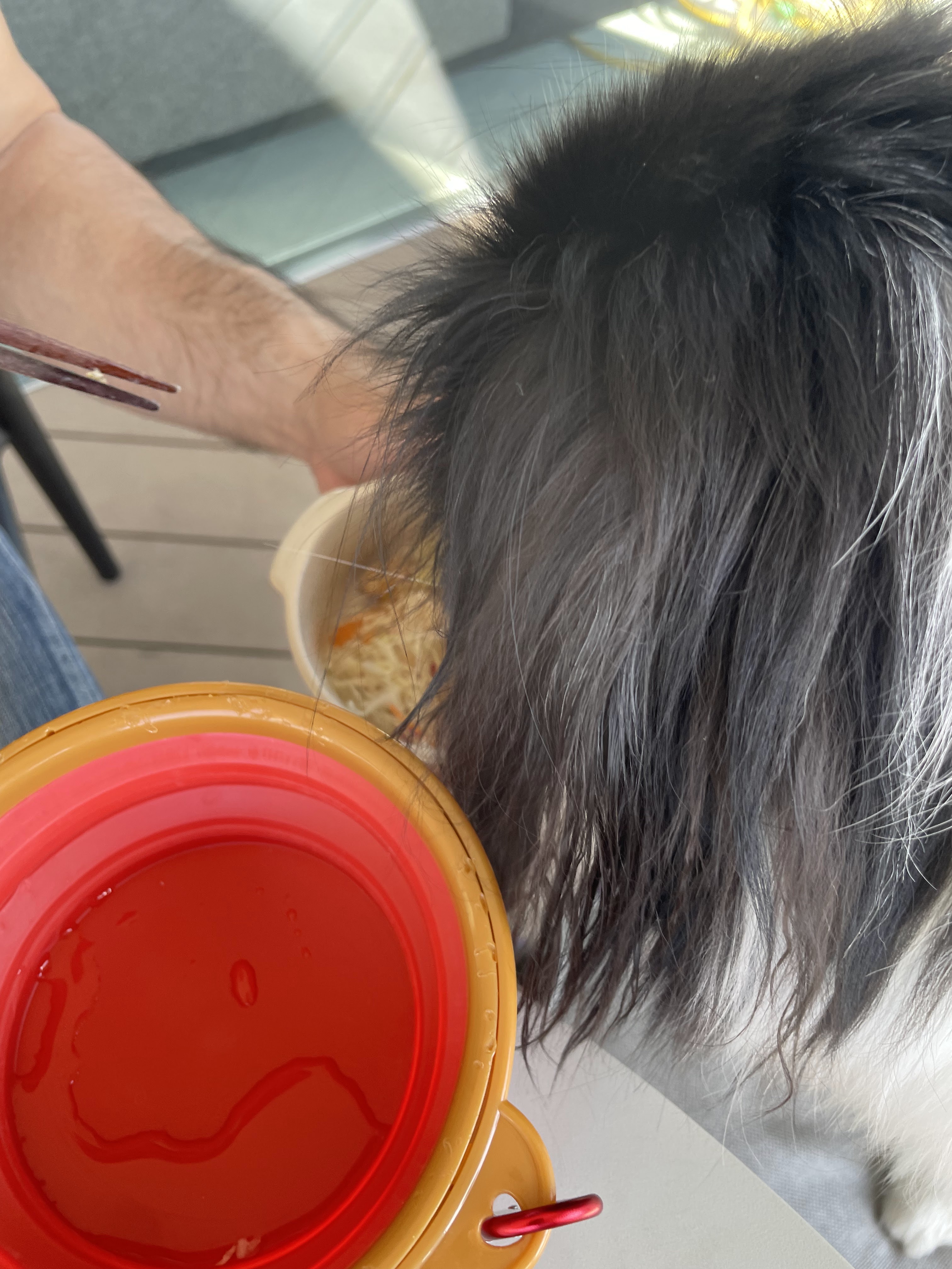 わんちゃん連れ必見！高知おすすめスポット📷Part2